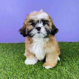 Lhasa Apso