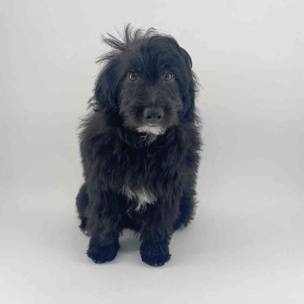 Image of a pet breed in the gallery