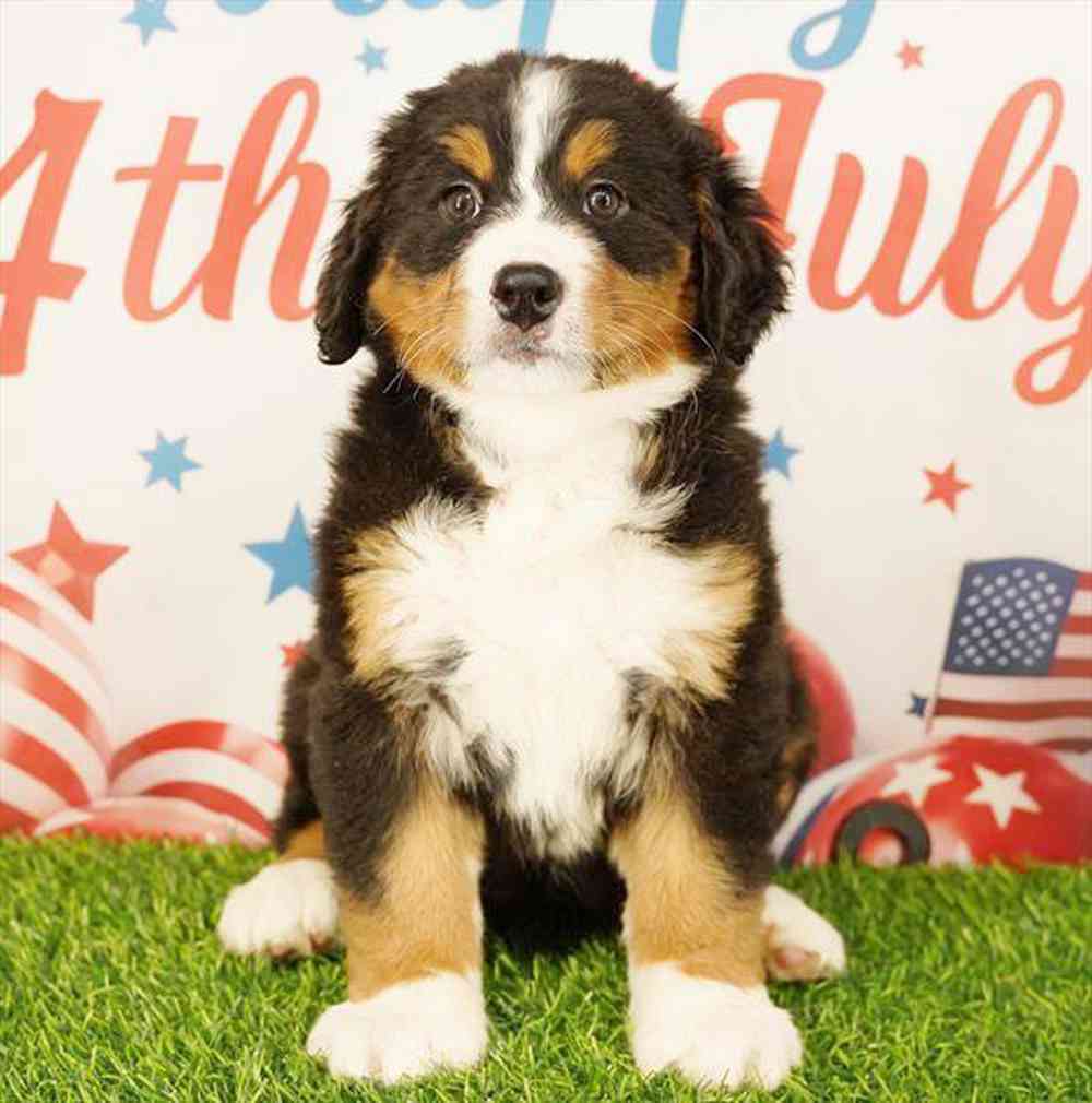 Image of a pet breed in the gallery