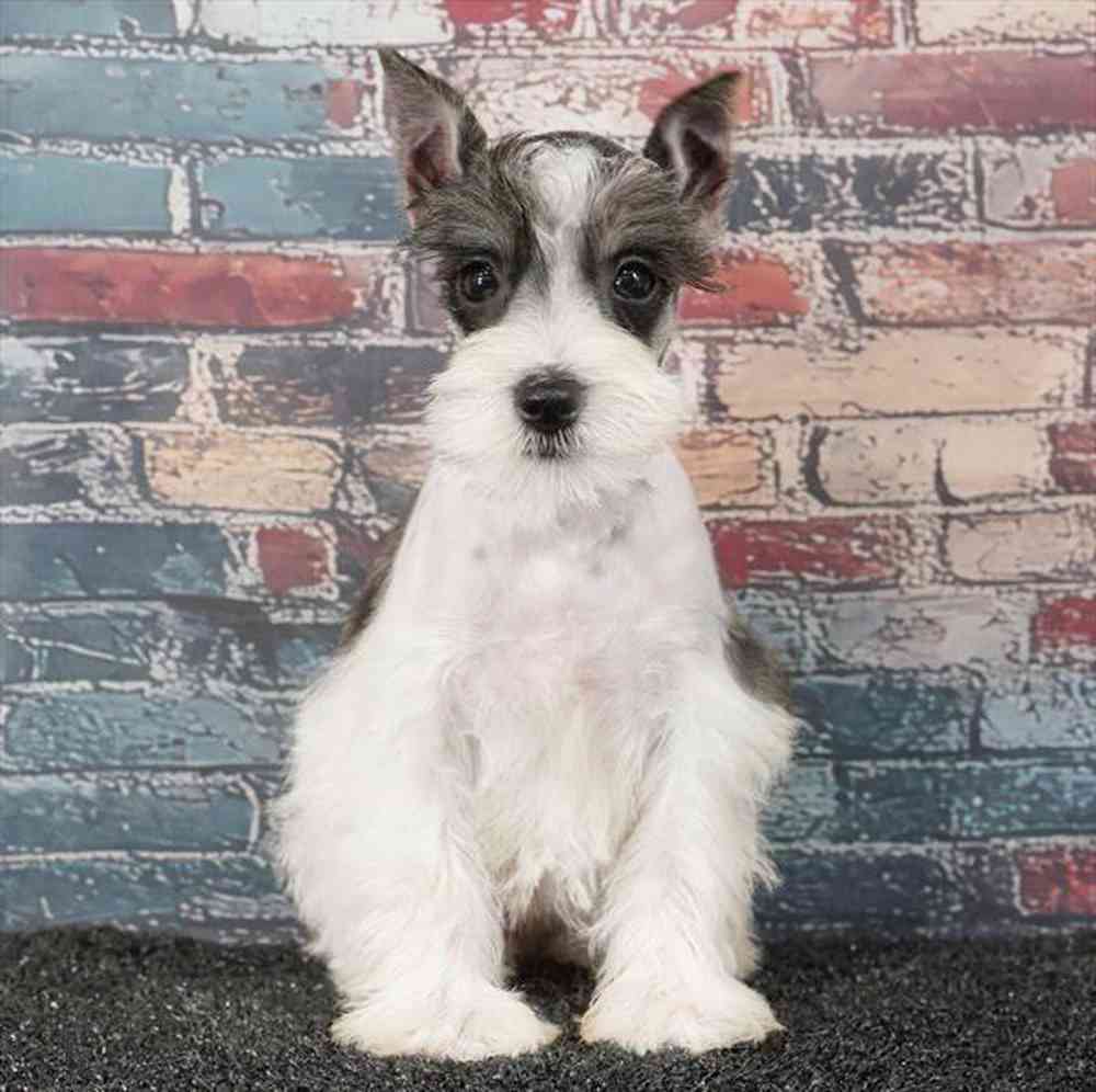Image of a pet breed in the gallery