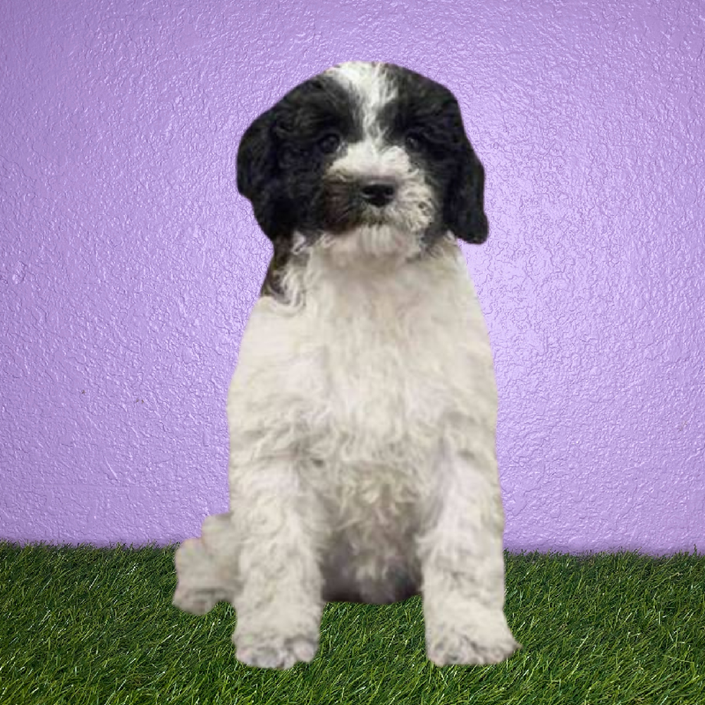 Female 2nd Gen Cockapoo Puppy for Sale in New Braunfels, TX