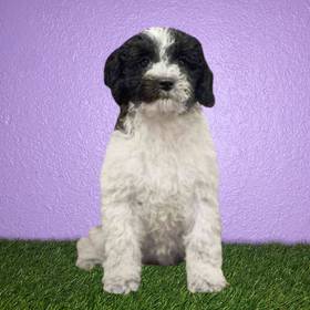 2nd Gen Cockapoo