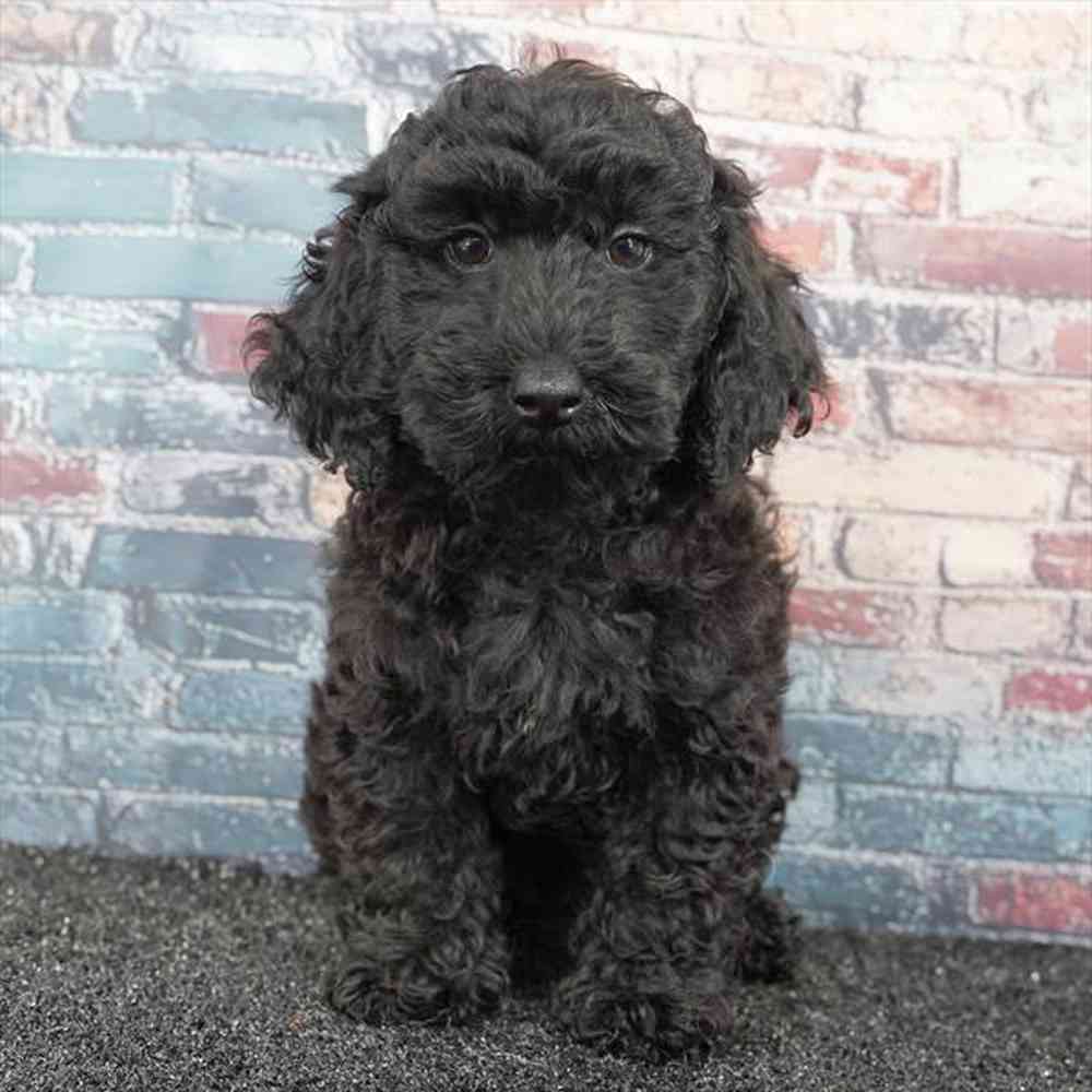 Image of a pet breed in the gallery
