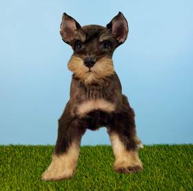 Mini Schnauzer