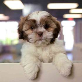 Shih Tzu