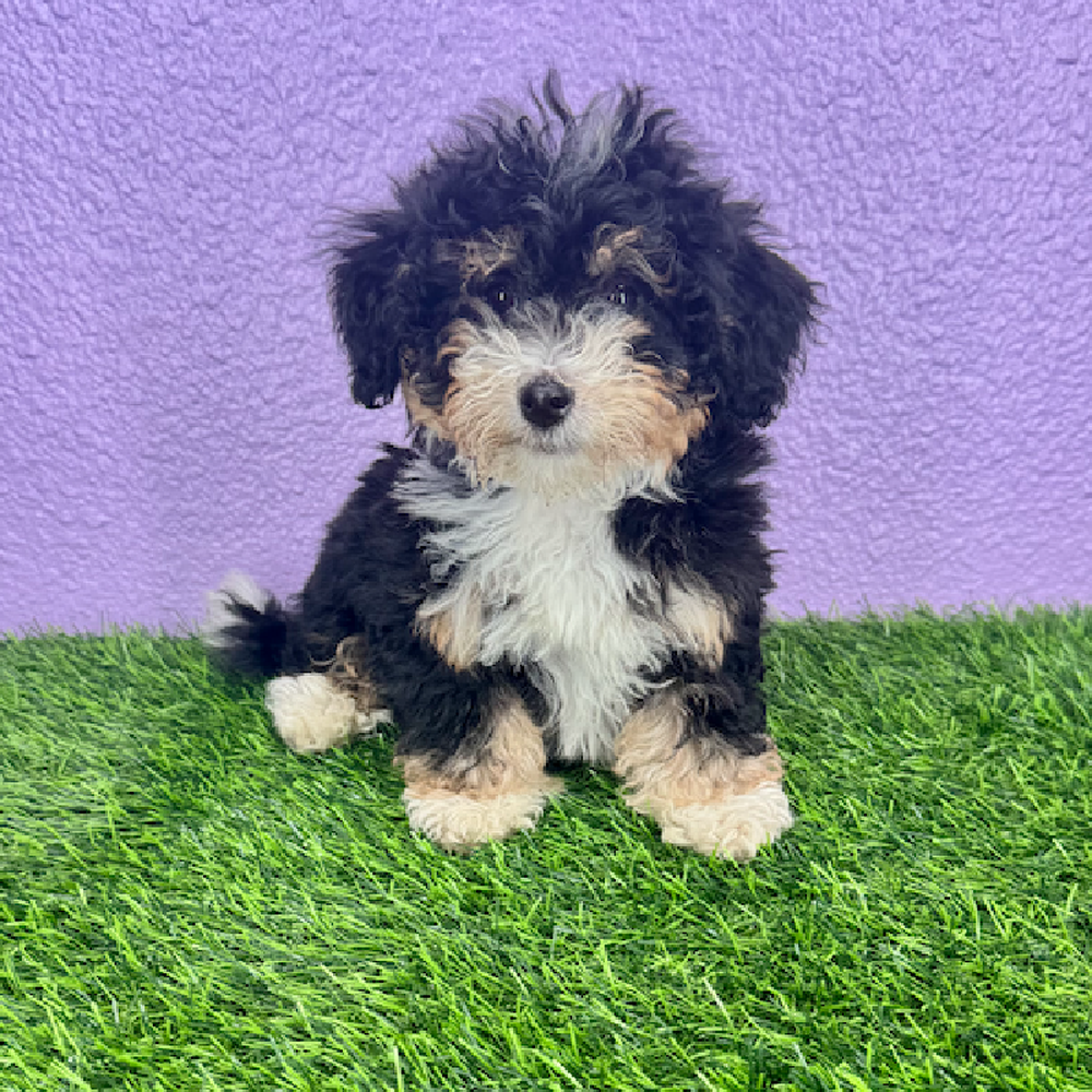 Image of a pet breed in the gallery
