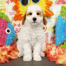 2nd Gen Mini Goldendoodle