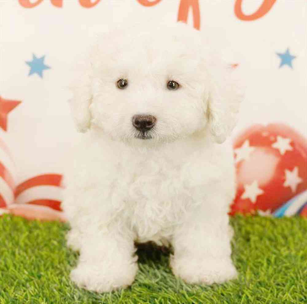 Image of a pet breed in the gallery