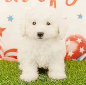 Bichon