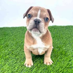 French Bulldog
