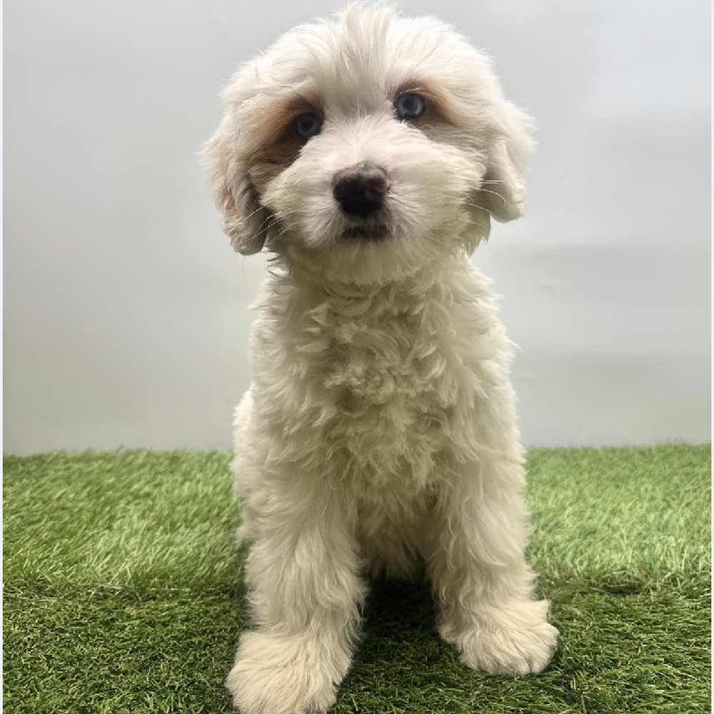 Image of a pet breed in the gallery