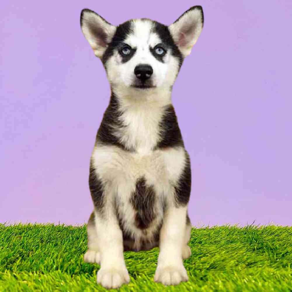 carousel pet images