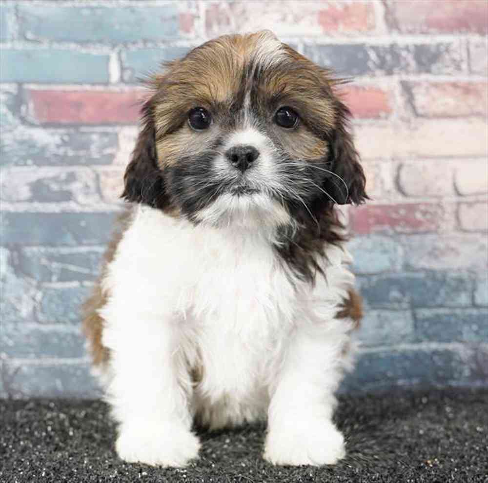 carousel pet images