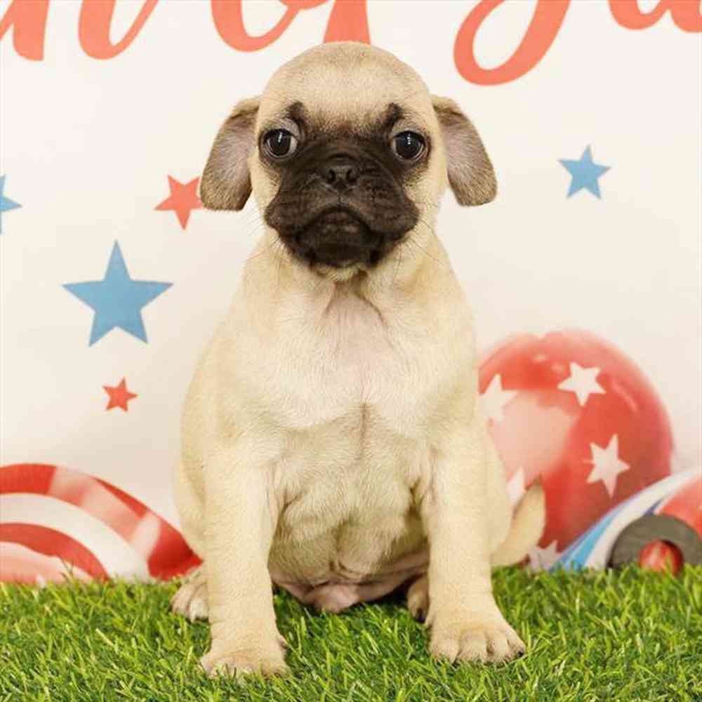 Image of a pet breed in the gallery