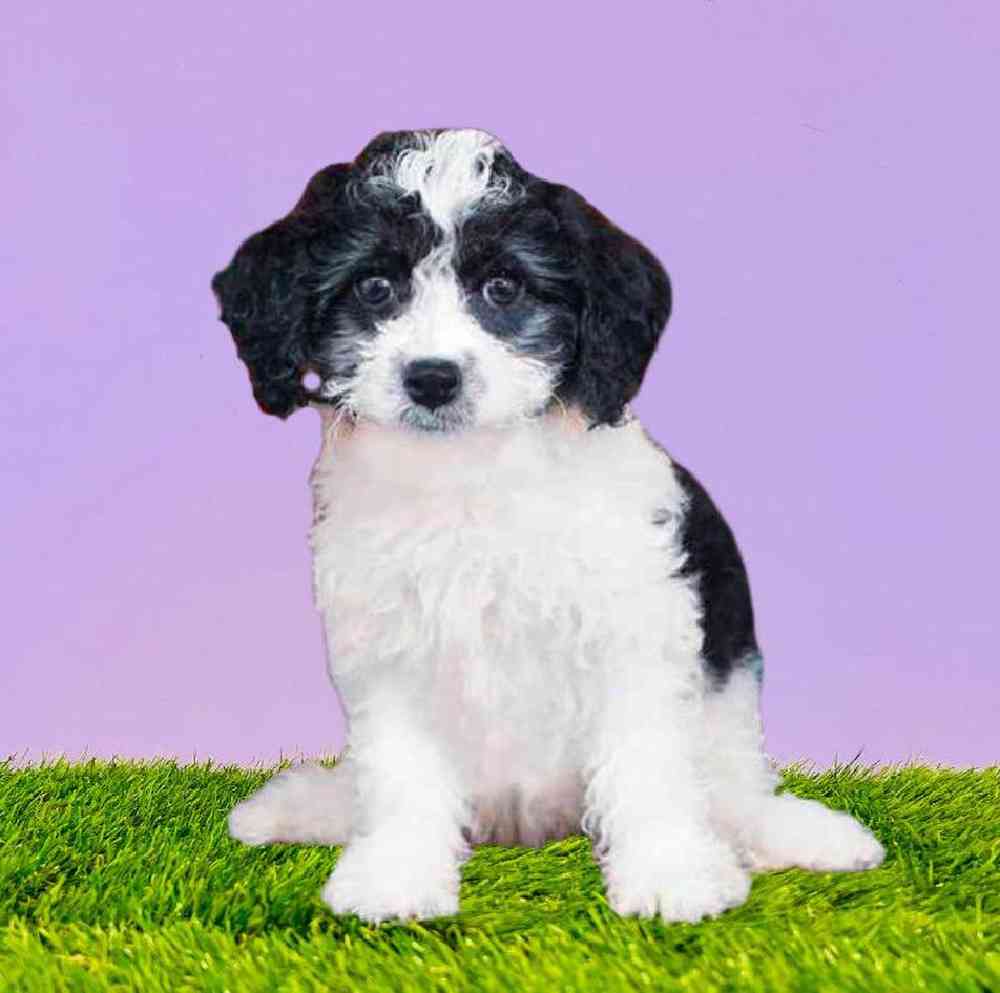 Female Bichapoo Puppy for Sale in Marietta, GA