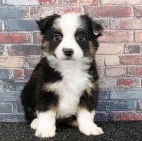 Mini Australian Shepherd