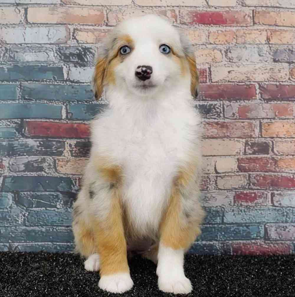 carousel pet images