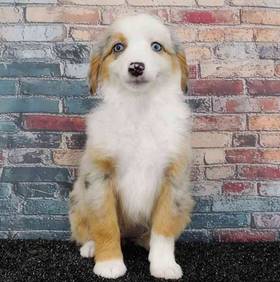 Mini Australian Shepherd