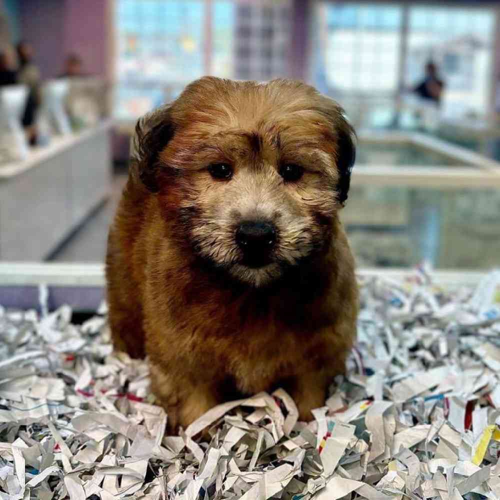 carousel pet images