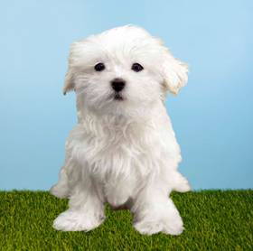 Maltese