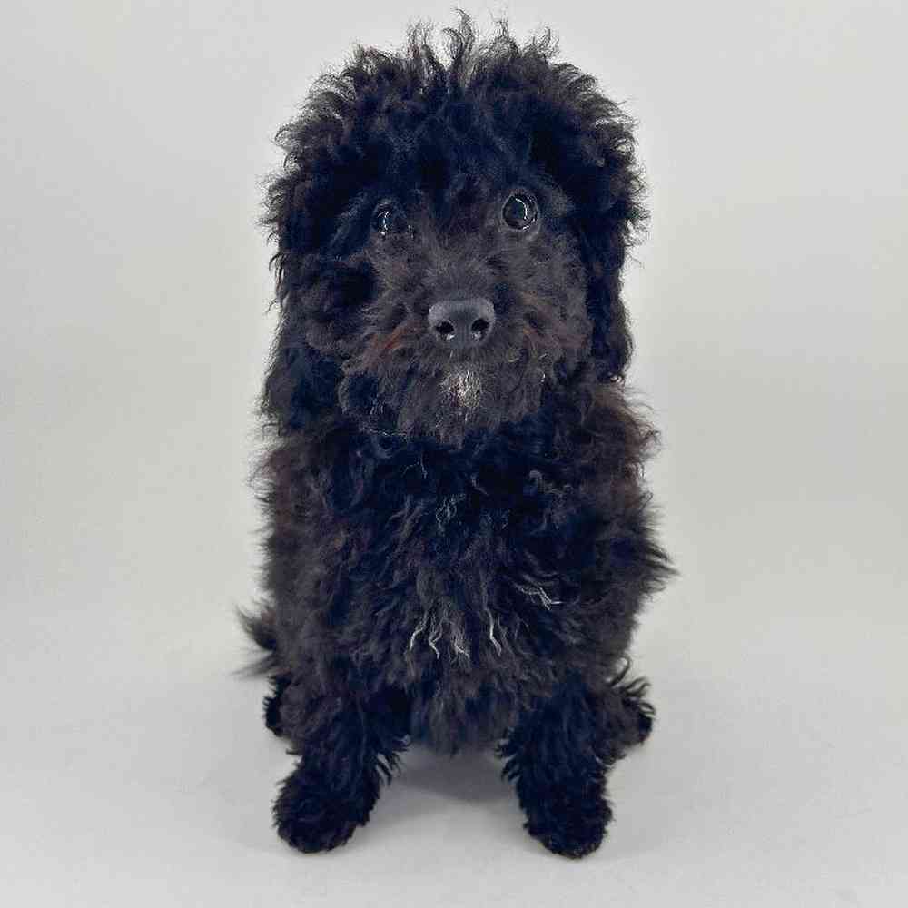 Image of a pet breed in the gallery