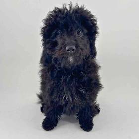 Cavapoo