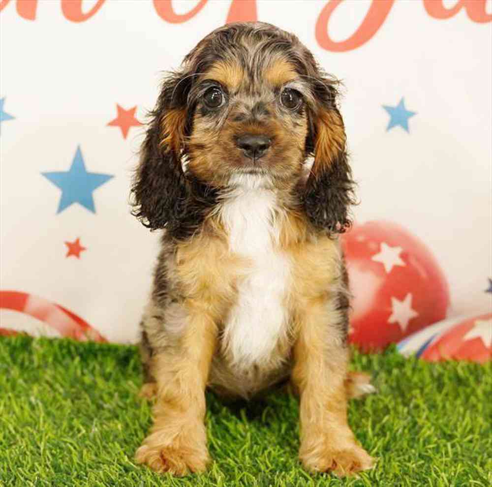 Image of a pet breed in the gallery