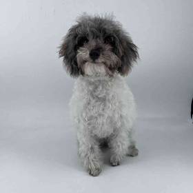 Poodle