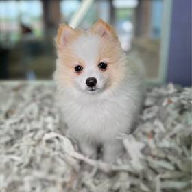 Pomeranian