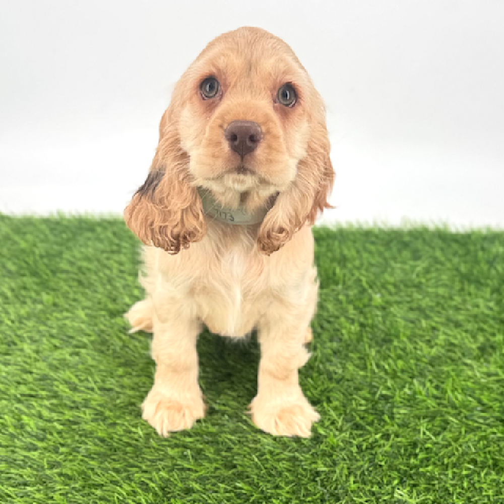 Image of a pet breed in the gallery