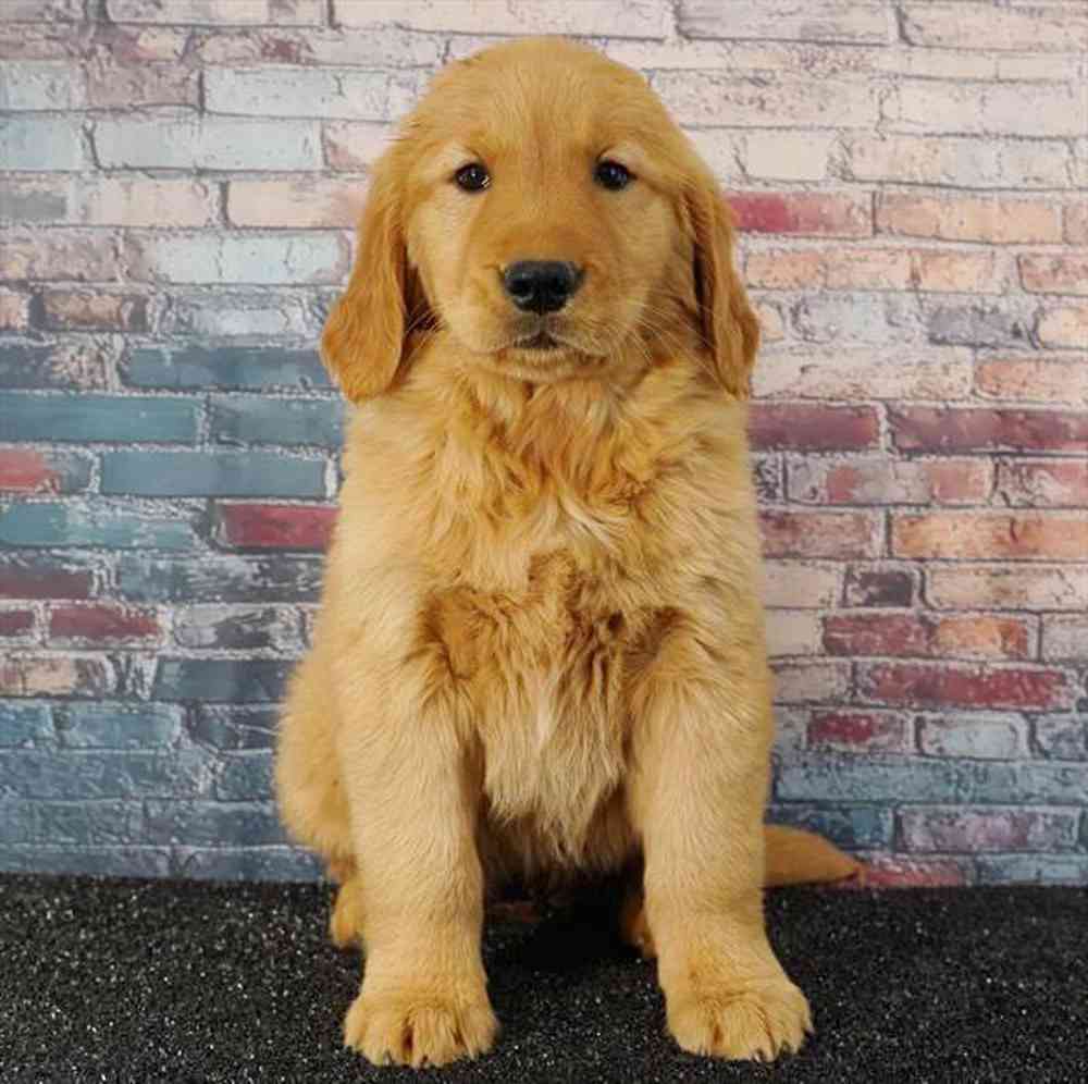 Image of a pet breed in the gallery
