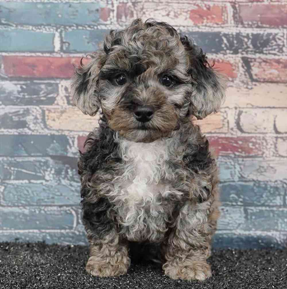 pet breed image