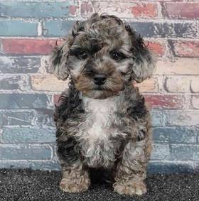 Poodle