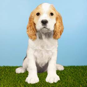 Cocker Spaniel