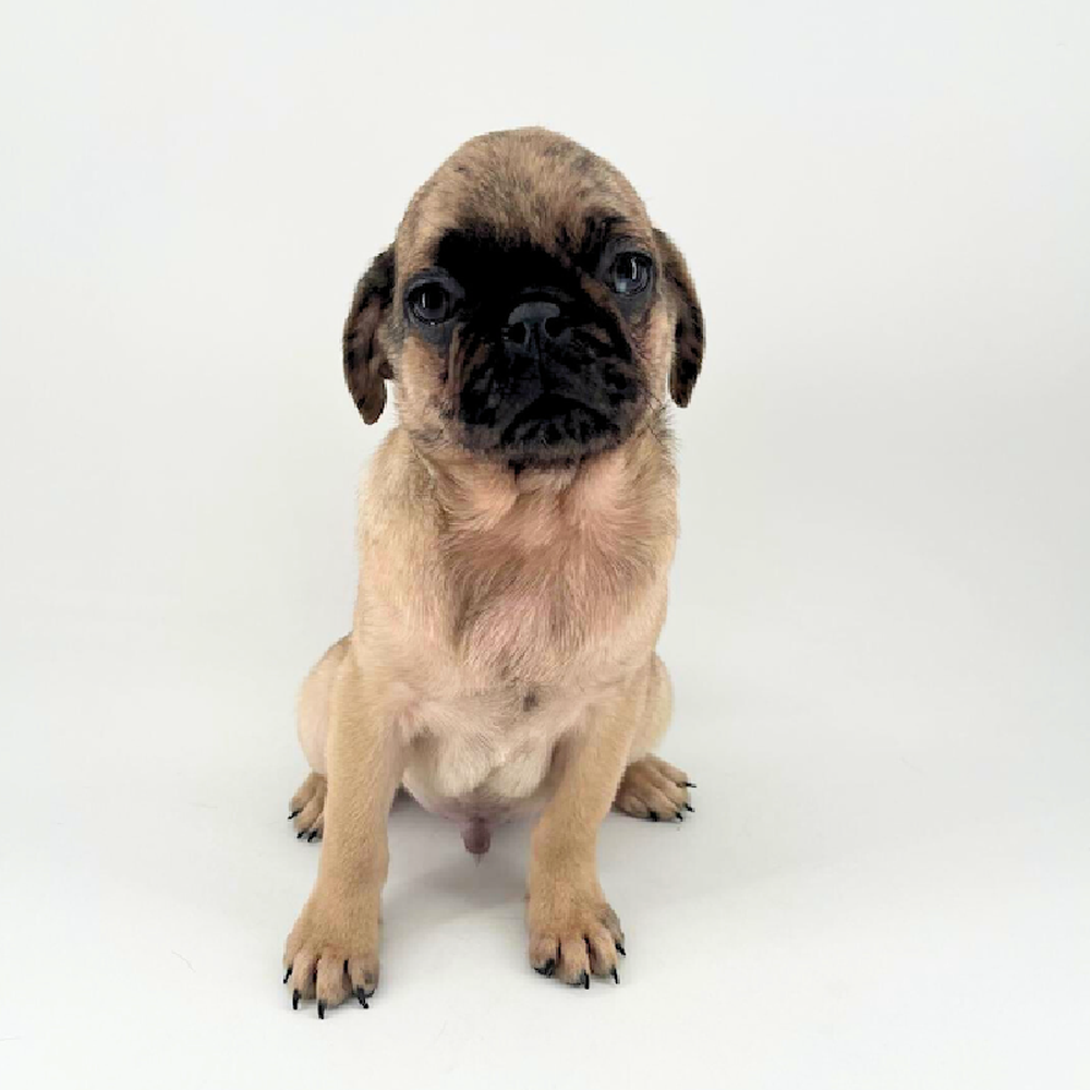 Image of a pet breed in the gallery