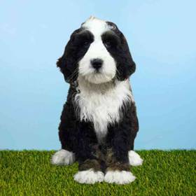 Bernedoodle