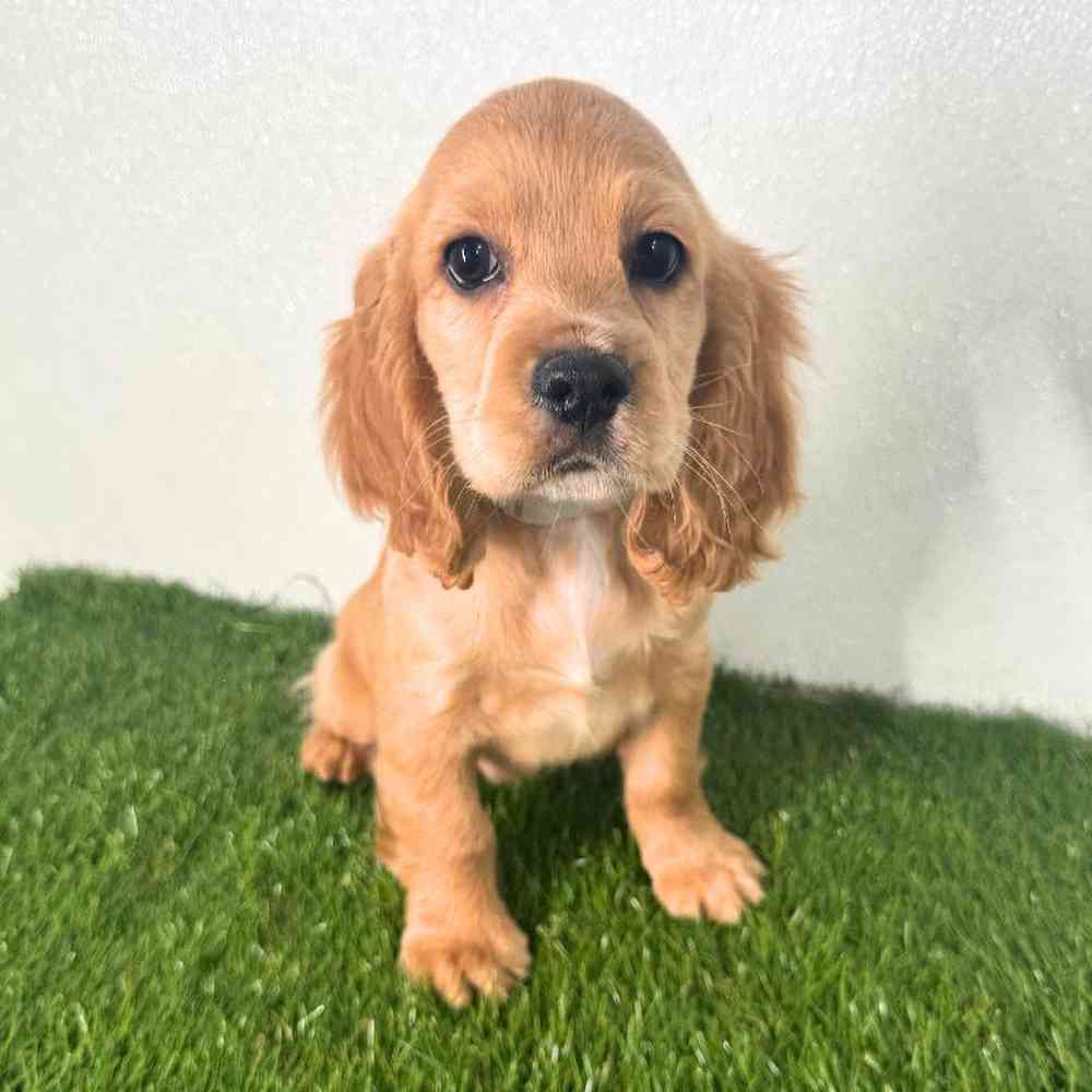 Image of a pet breed in the gallery