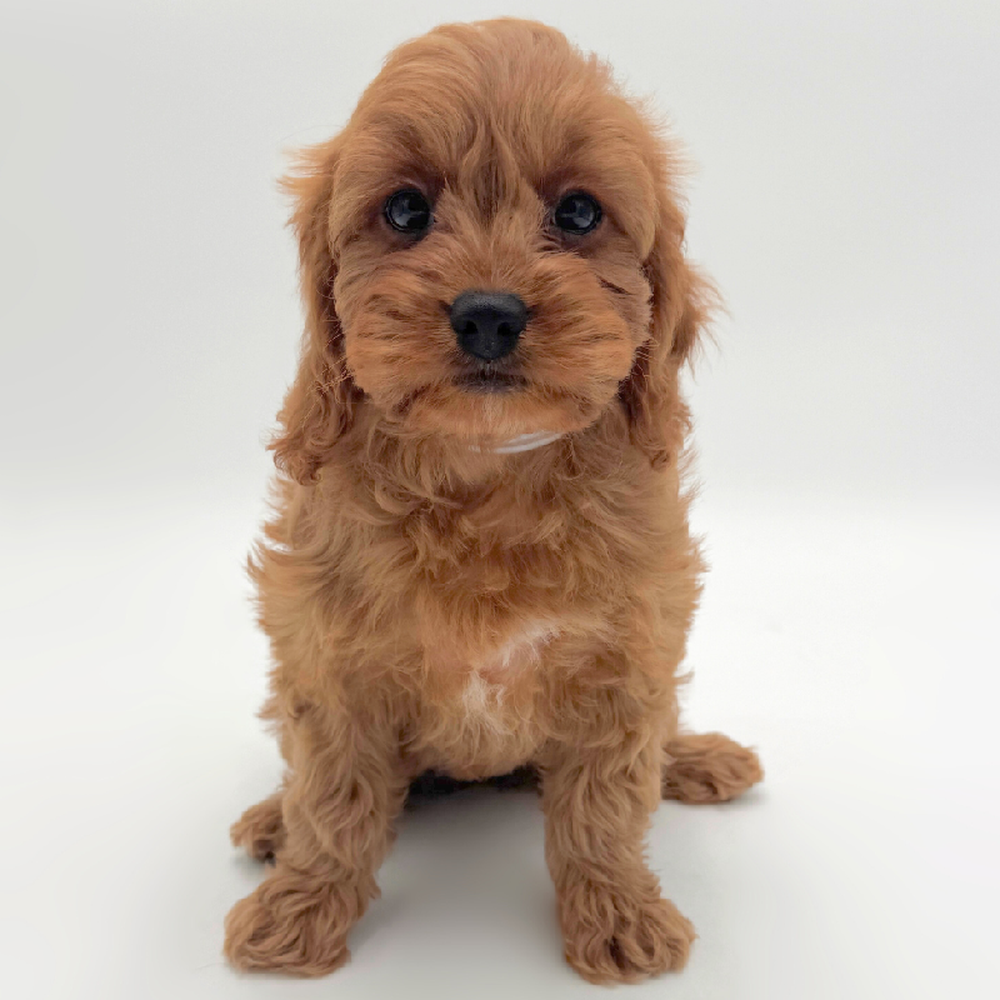pet breed image