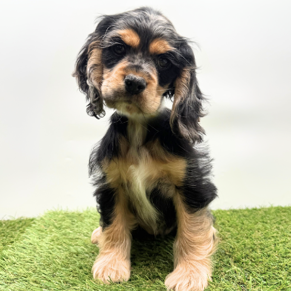 Image of a pet breed in the gallery
