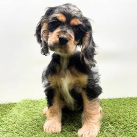 Cocker Spaniel