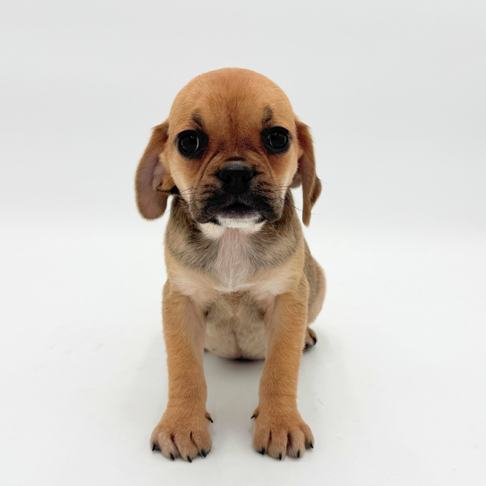 pet breed image