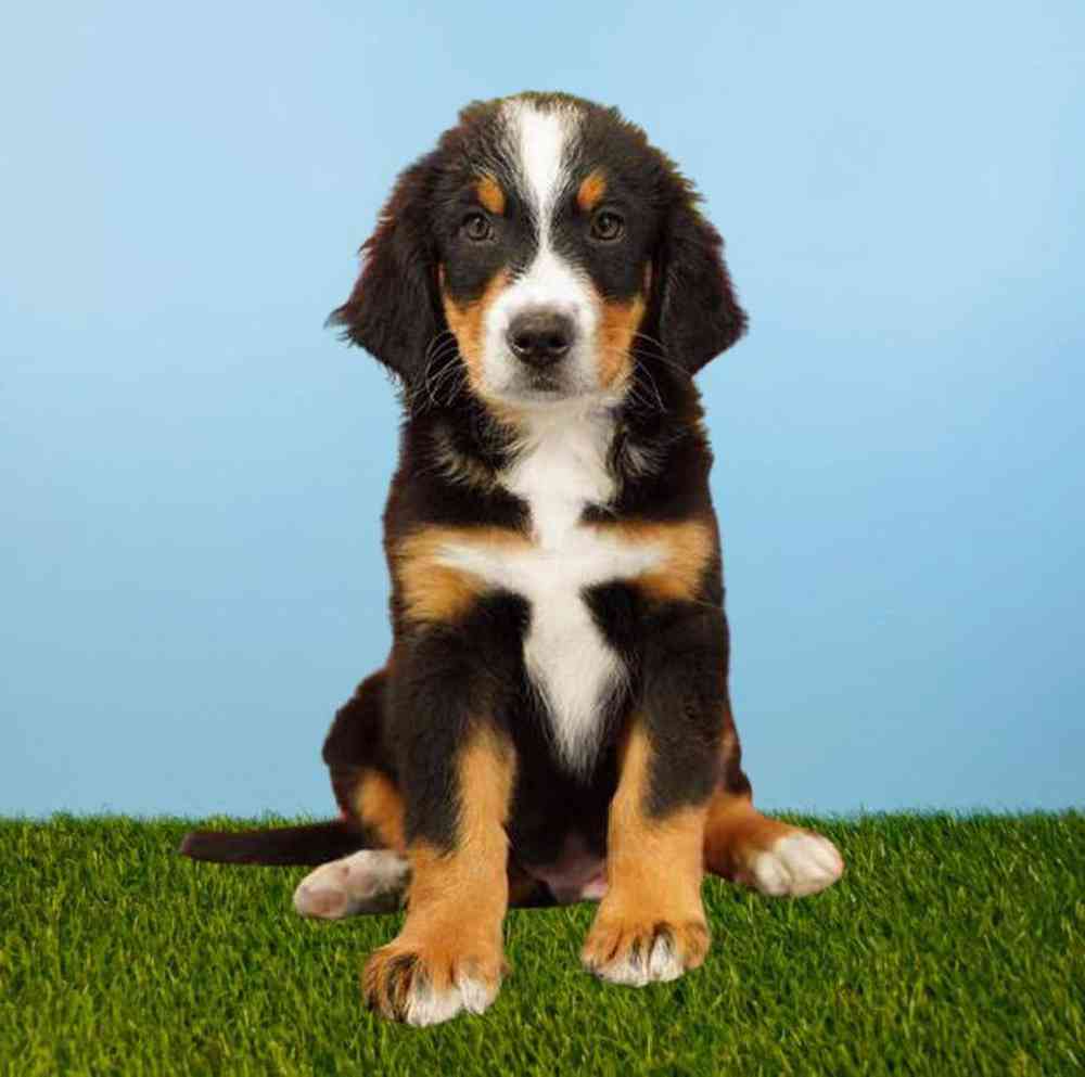 carousel pet images