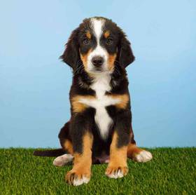 Bernese Mountain Dog