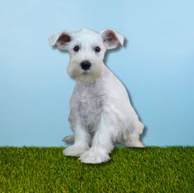 Mini Schnauzer