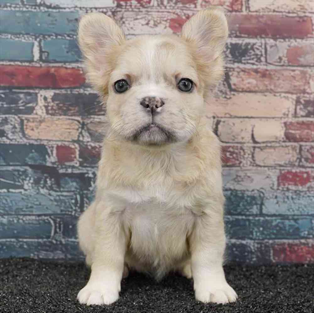 Image of a pet breed in the gallery