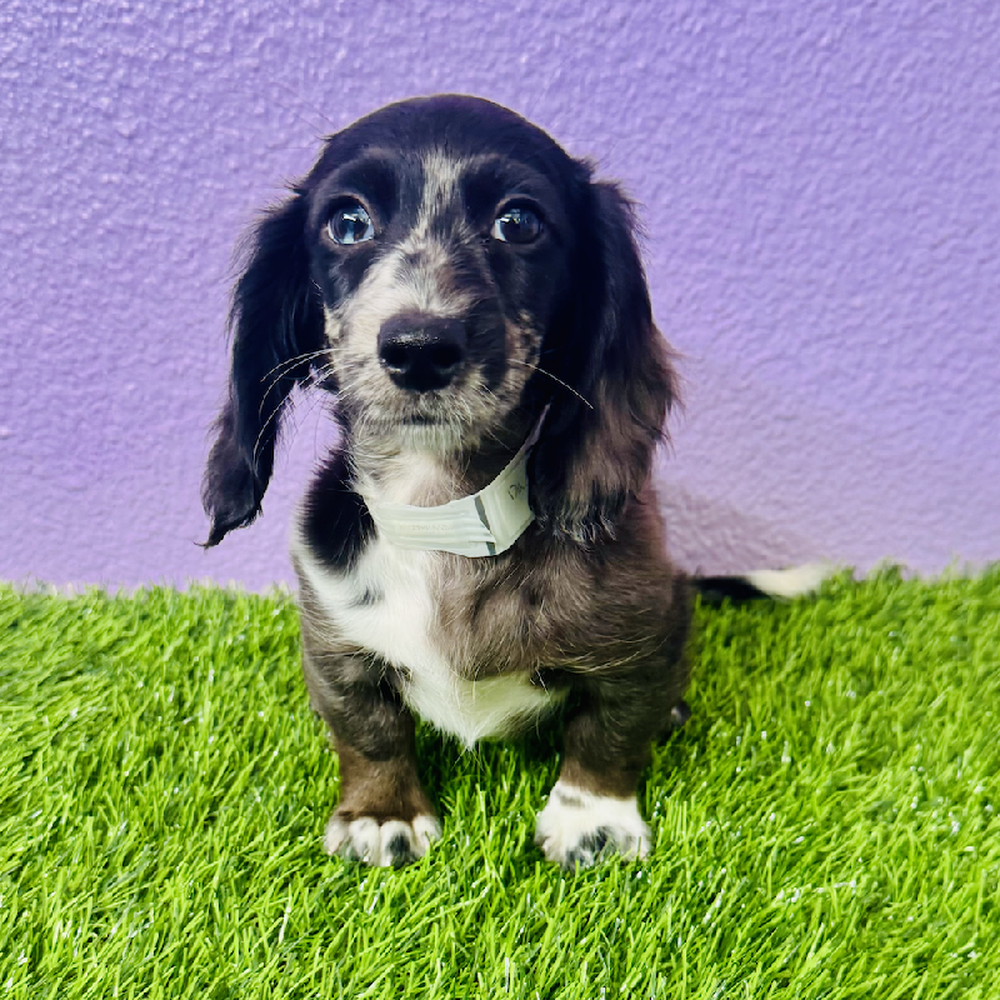 Image of a pet breed in the gallery