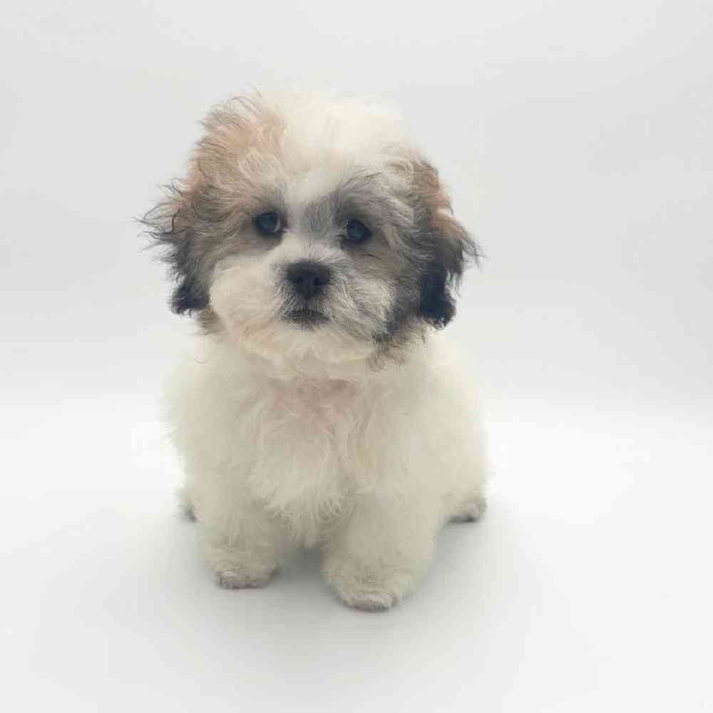 Image of a pet breed in the gallery