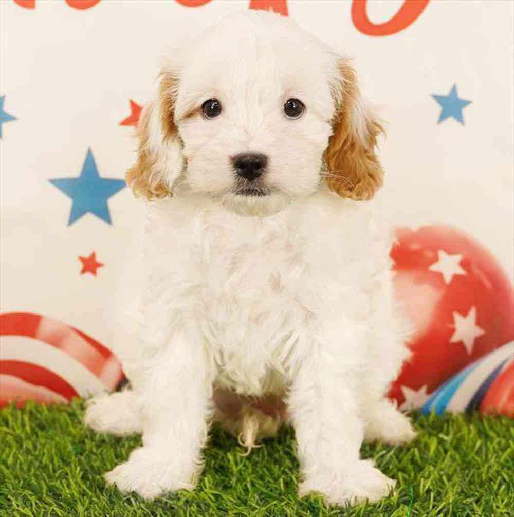 Image of a pet breed in the gallery