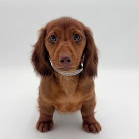 Dachshund