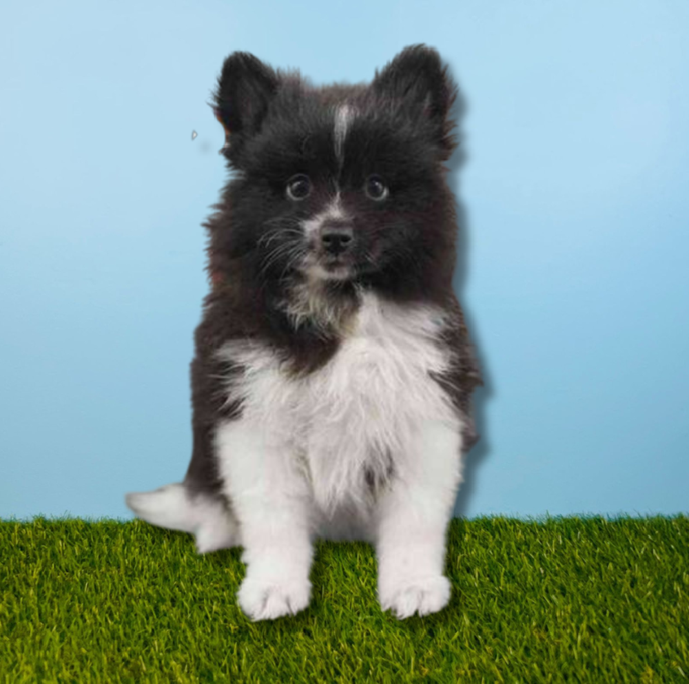 carousel pet images